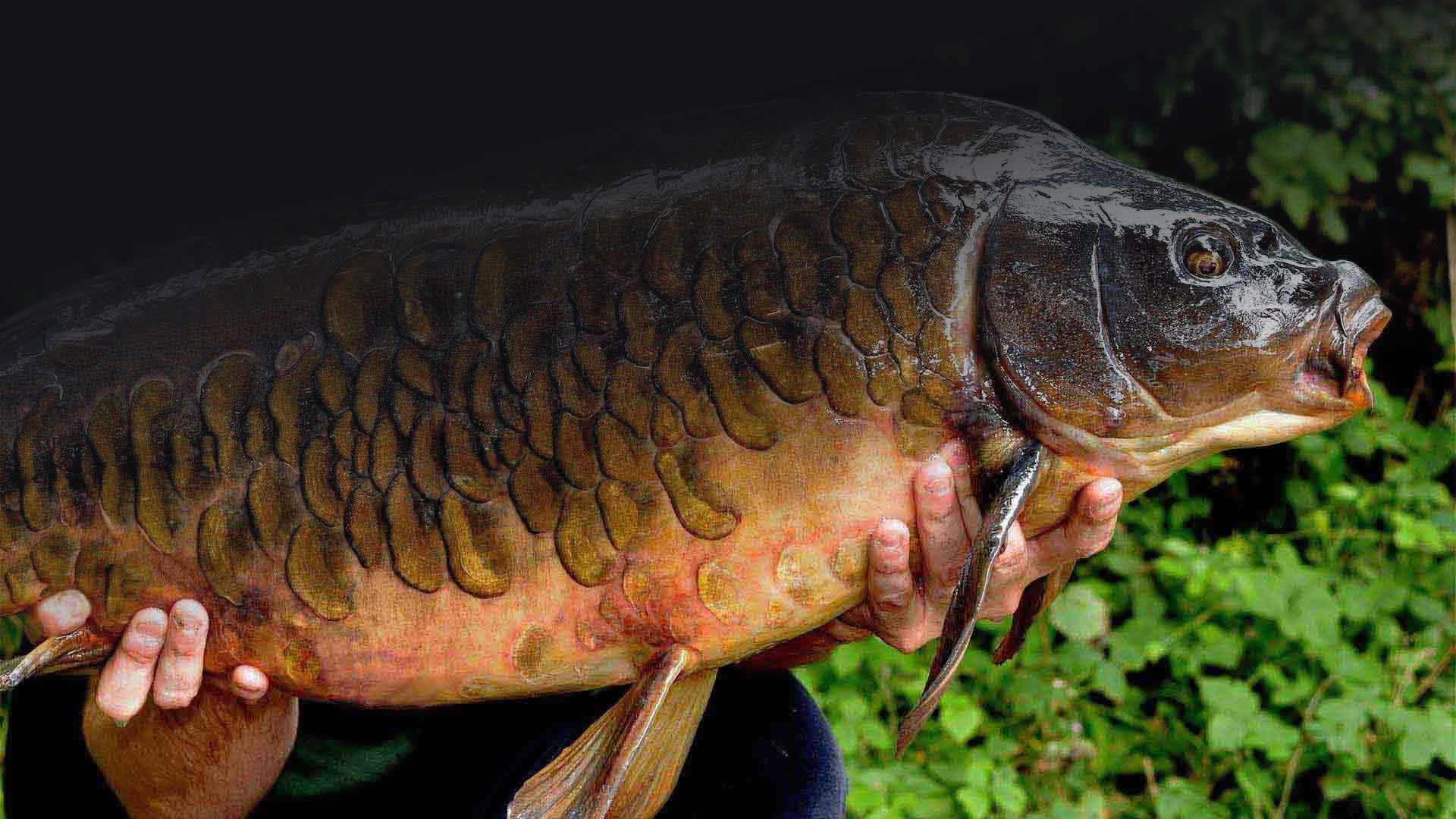 Shellfish B5 Hard Hookbait Pack : Essential Baits, Quality with a BIG  difference!